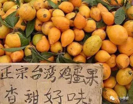 进口高端水果种植,种植技术难经济效益高的水果