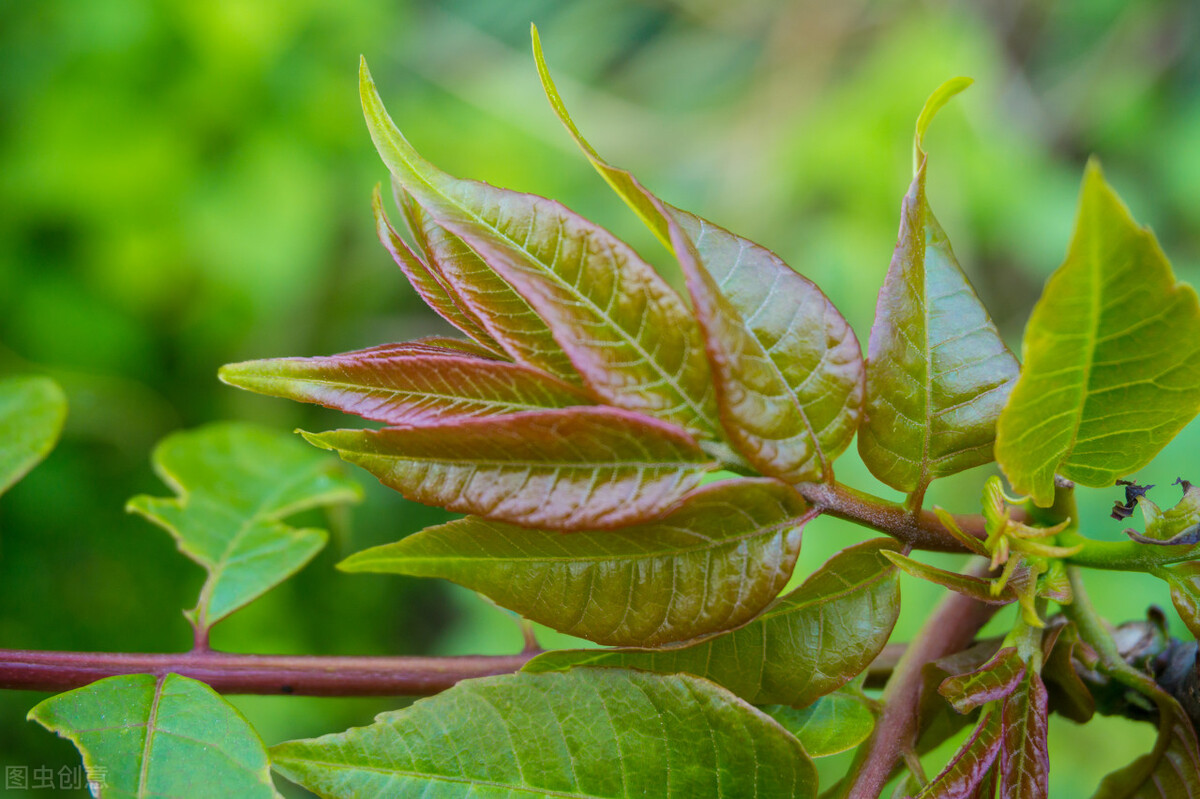 核桃香椿傻傻分不清楚,怎么通过树来辨认香椿和臭椿