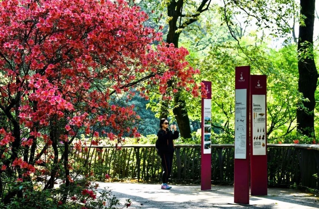 欣赏西湖的全景太美了,西湖美景实在美怎么也看不够