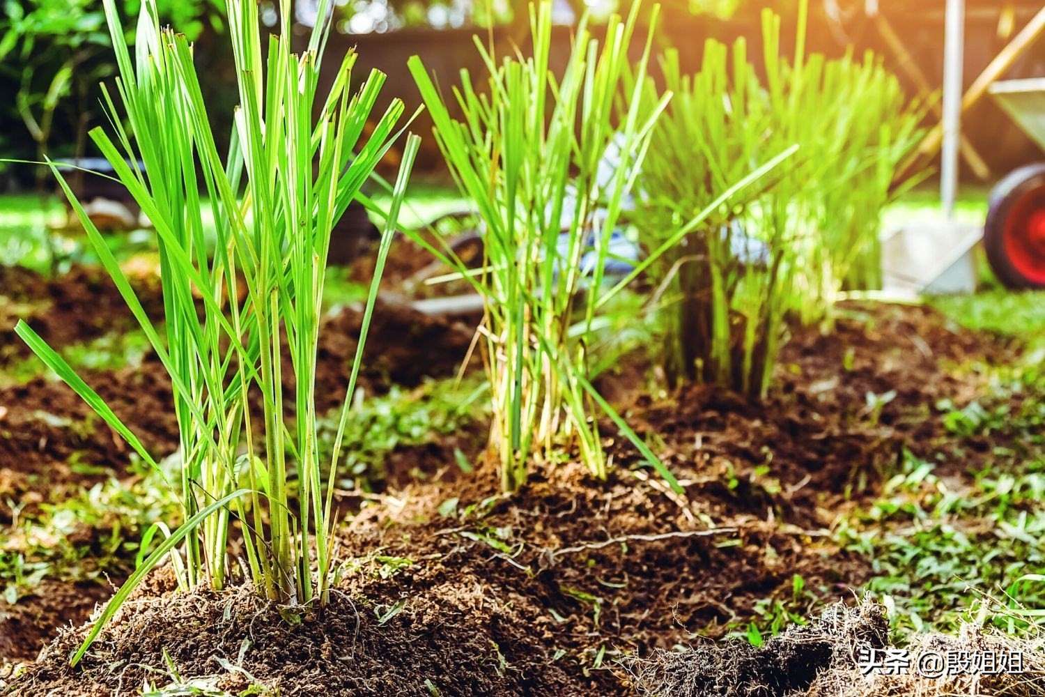 柠檬草精油护肤功效,给你意想不到的惊喜护肤品