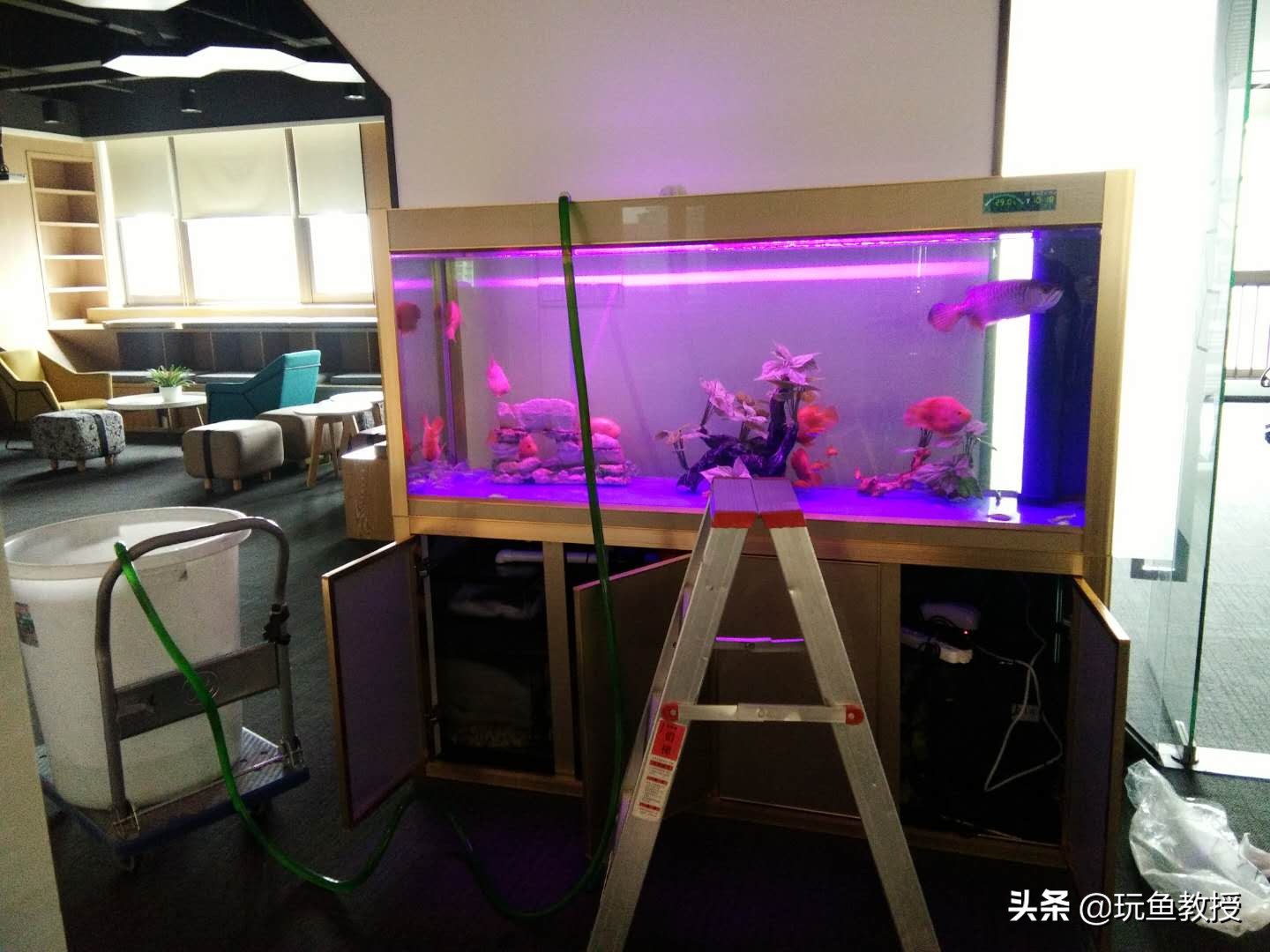 硝化细菌的作用和功能,养鱼硝化细菌起什么作用