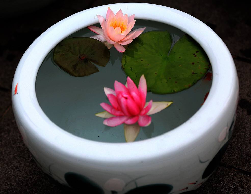 睡莲什么时候开花最好,睡莲不知道啥时能开花