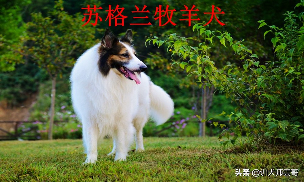 什么品种的牧羊犬最听主人的话,不常见的牧羊犬