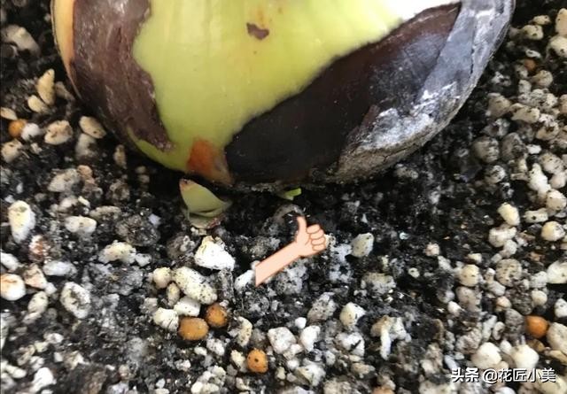 朱顶红花种球的种植方法,朱顶红花谢后种球怎么处理