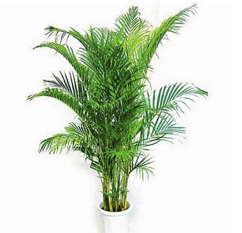 室内吸毒植物大全,七种具有吸毒功能的盆栽植物