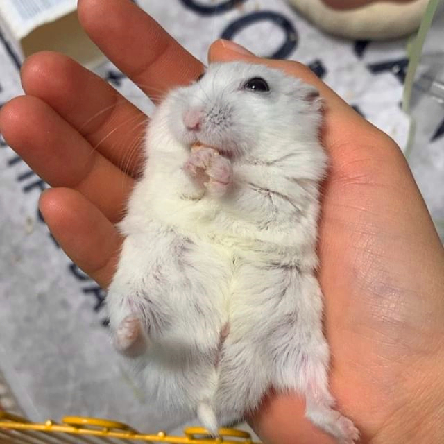 怎么让母仓鼠和公仓鼠和谐相处,母仓鼠没有公仓鼠可以繁衍吗