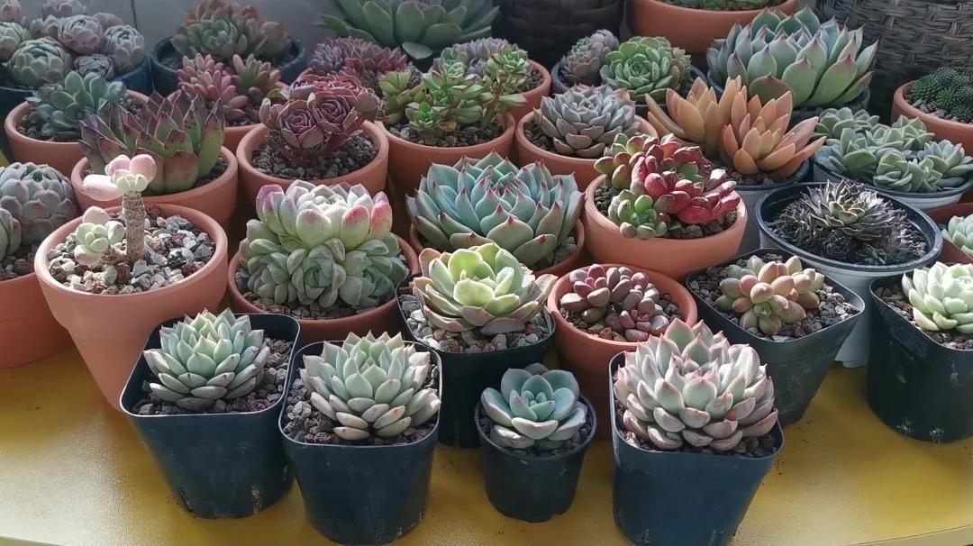 多肉品种大全大集合,多肉35元一盆图片
