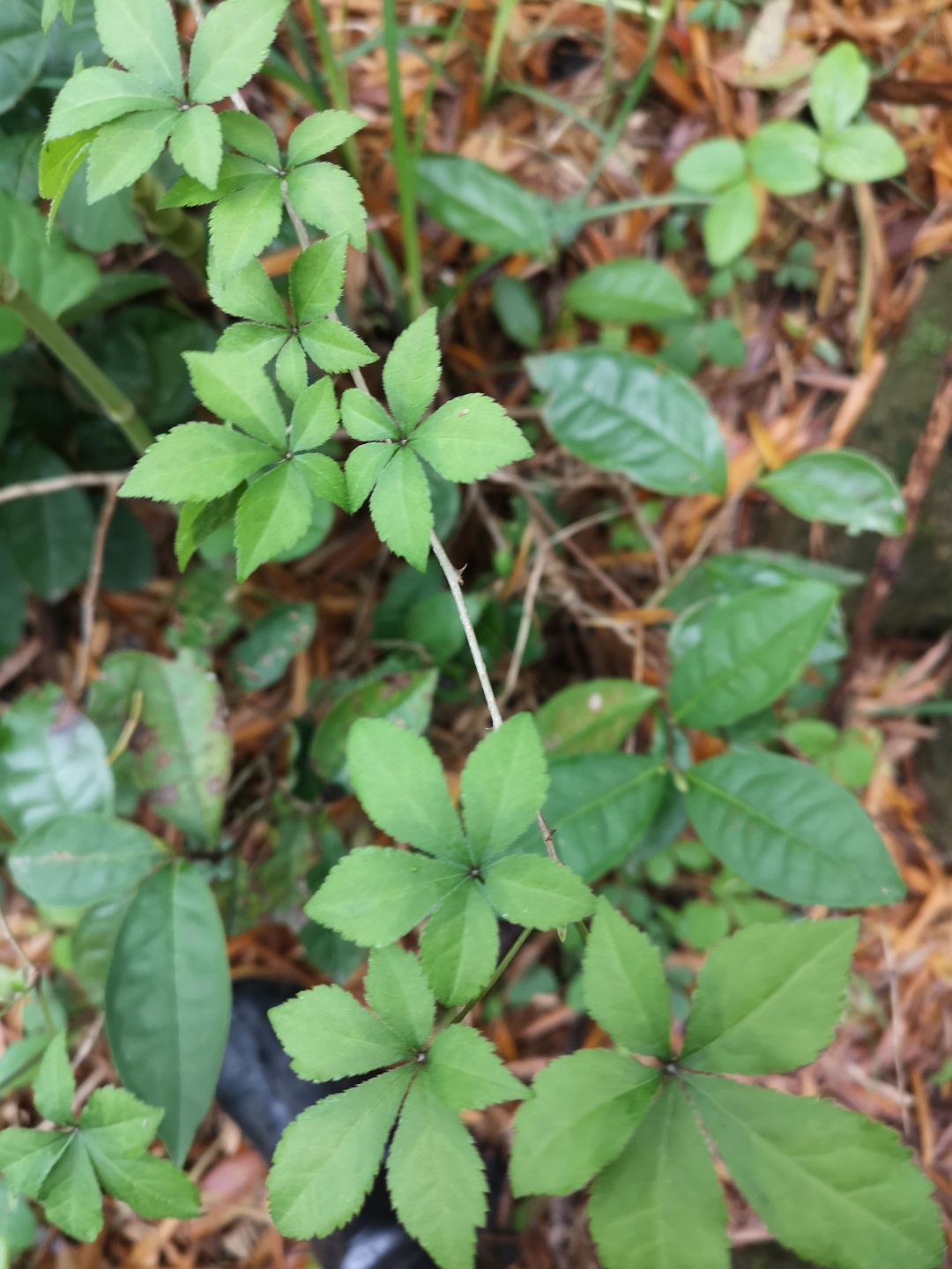 竹林深处探宝——只为了那一棵黄精