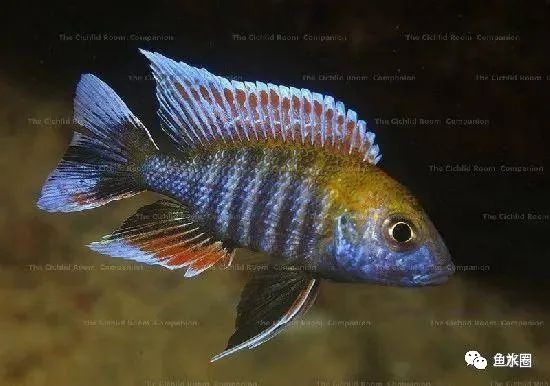 三湖慈鲷马鲷孔雀鱼多久发色,三湖慈鲷鱼之马鲷鱼