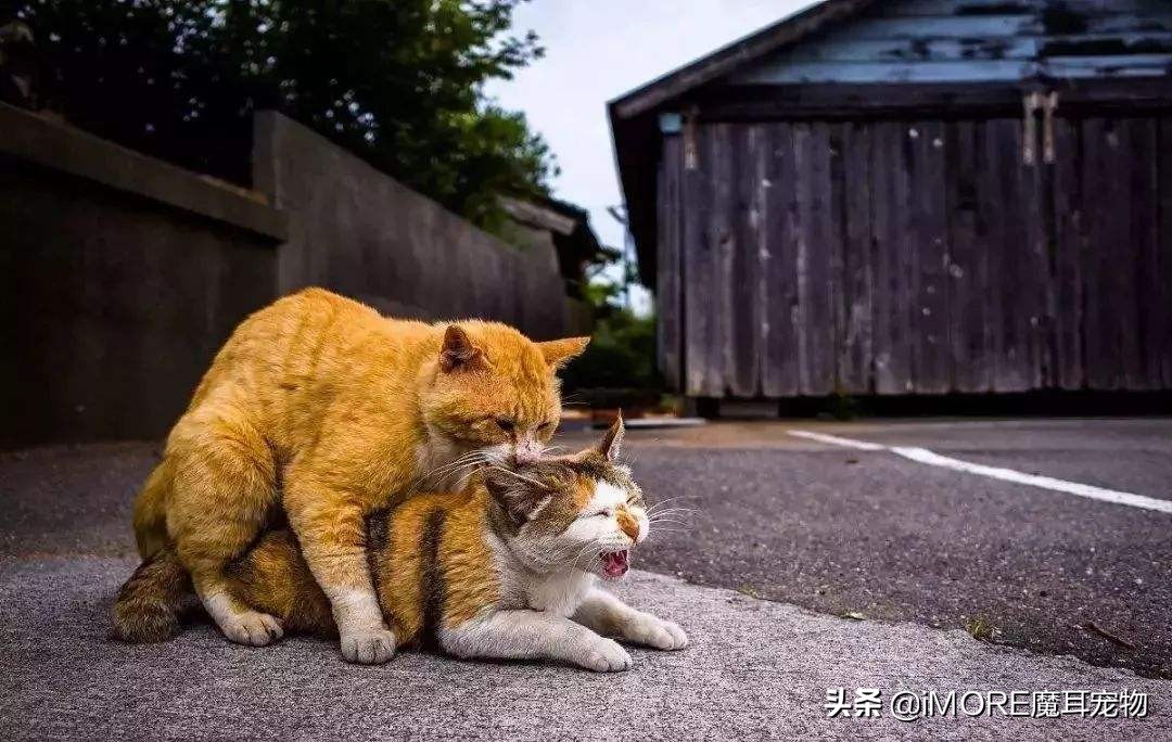辟谣！棉签可以让母猫停止发情？铲屎的，我建议你住手