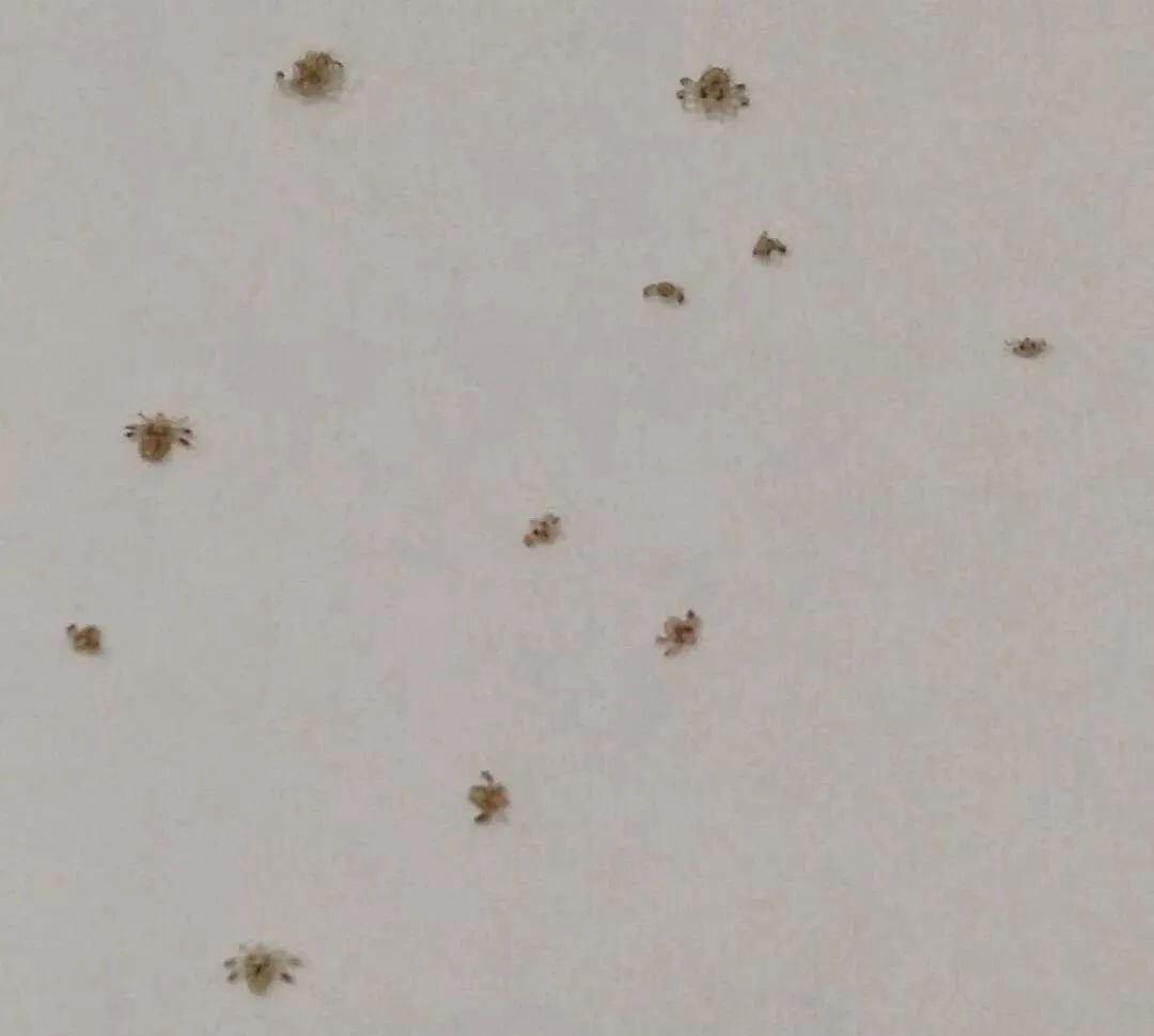 小孩眼睛痒是有虫子吗,儿童眼痒掏出六条虫