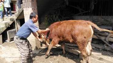 肉牛前胃弛缓不反刍,肉牛不吃食的原因及治疗方法