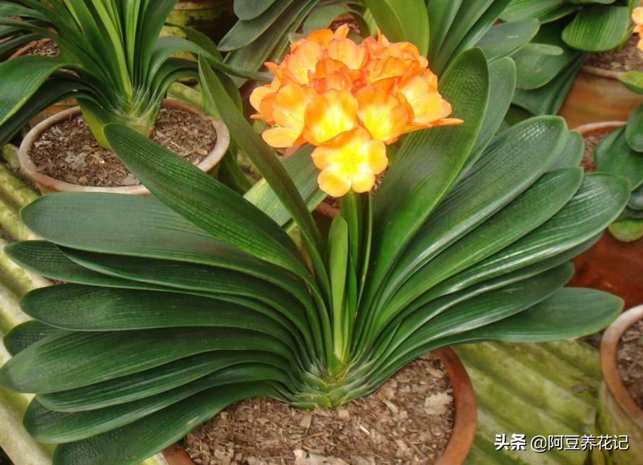 君子兰小苗换盆八大步骤,君子兰旁边长小苗换盆的正确方法