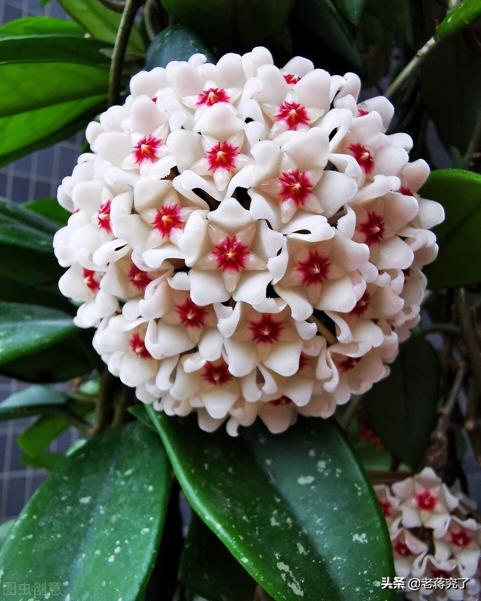 鐞冨叞鍚婂叞瑙嗛鏁欑▼,鐞冨叞鍚婂叞淇壀鍥捐В