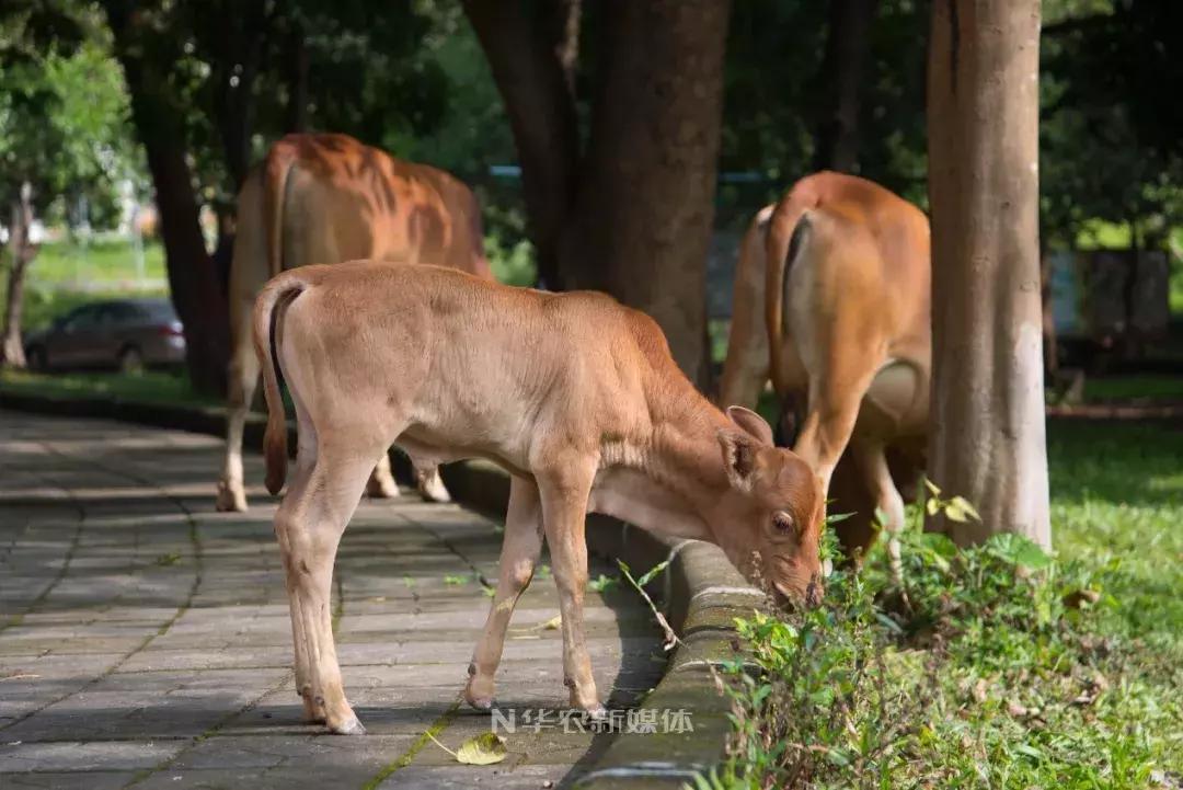 深圳养牛的真实经历,广东养牛的现状