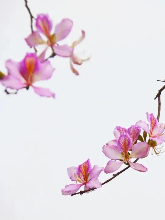 广州现在花开的季节,广州现在什么花开了