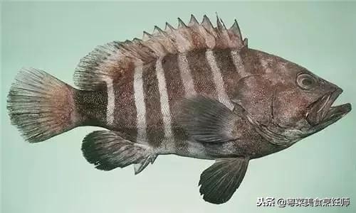 名贵海鲜食材排名,名贵海鱼大全图片