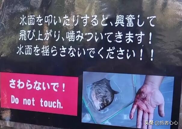 日本最危险的动物园进去视频,日本生死状动物园