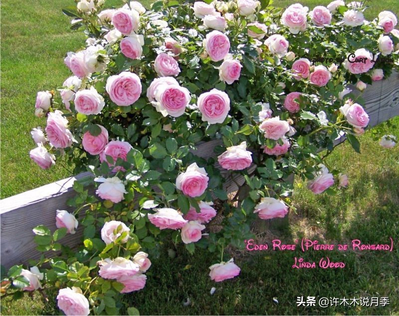 如何制作月季的肥料,月季自制液体肥怎么用最好