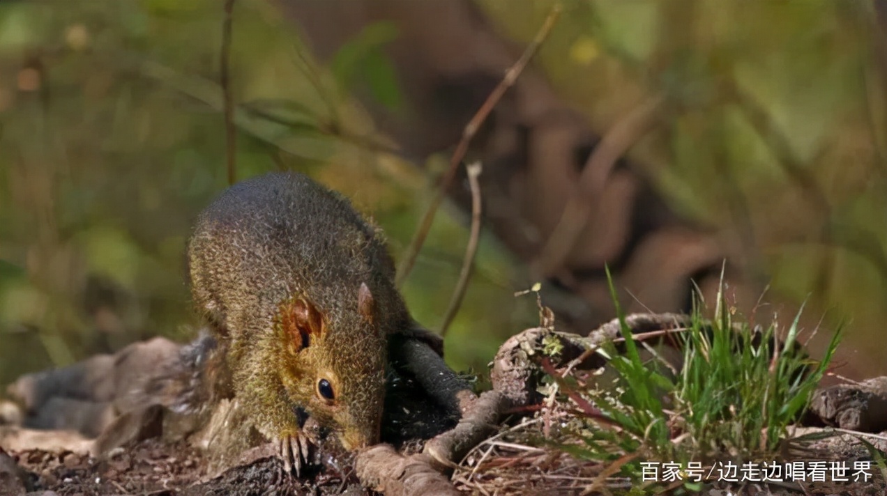 中国哪个地方喜欢吃老鼠肉,广西为什么爱吃老鼠肉