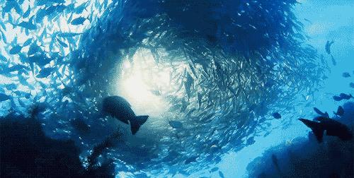 bbc十大经典纪录片在哪里下载,100部bbc经典纪录片网盘