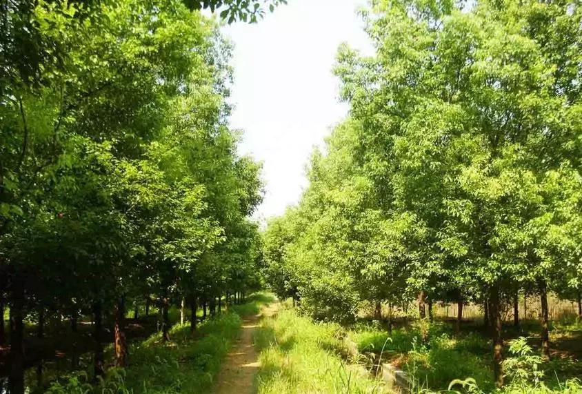 苗木专业术语,苗木术语规范标准有哪些