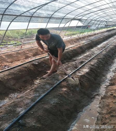 苦尽甘来！坚强父亲带幼儿种草莓，终迎生活新希望