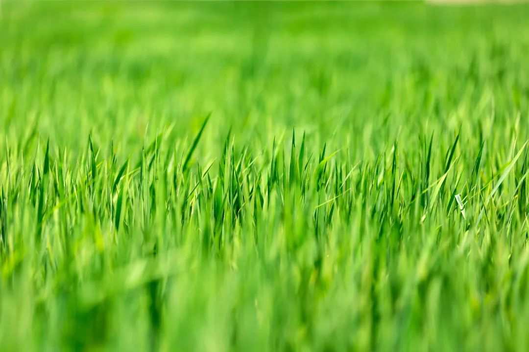 含有春字的诗句飞花令100首,春字飞花令100首五言绝句