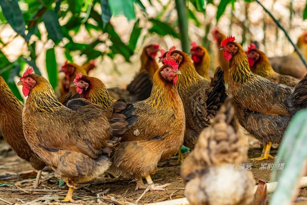 正宗古法烧窑鸡,这里的烧窑鸡口味也是相当的地道