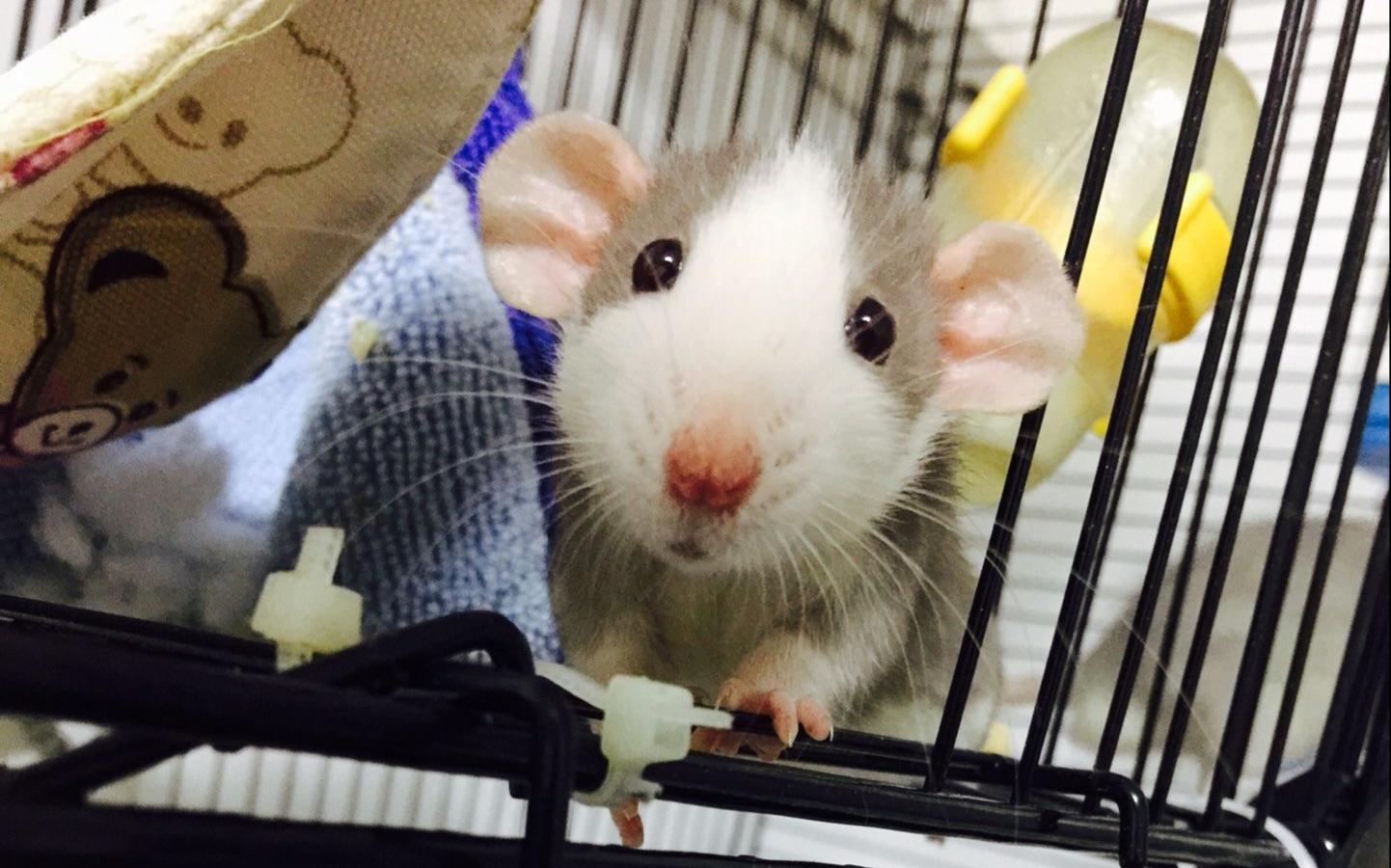 哪些宠物鼠聪明好养得可爱,什么样的宠物鼠最可爱
