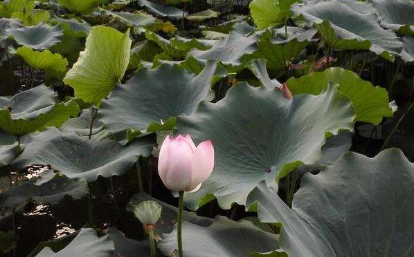 深圳大学2020年录取分数线及排名,深圳大学最近三年录取分数线