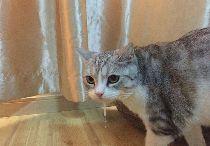 猫咪常见的7种疾病：病因、症状及治疗方法，铲屎官必看