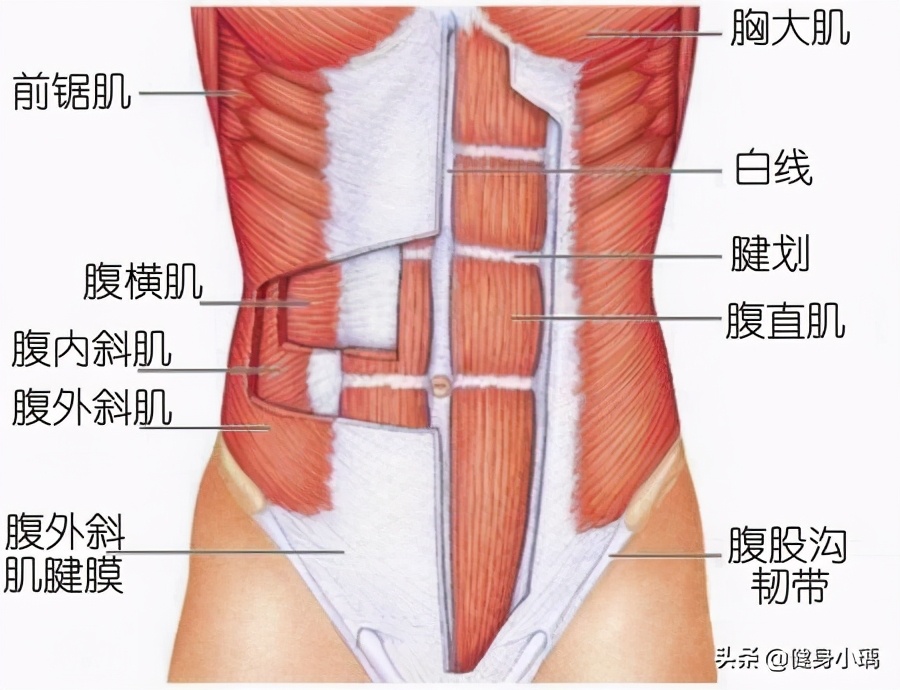 腹肌训练全面解析,腹肌训练有马甲线