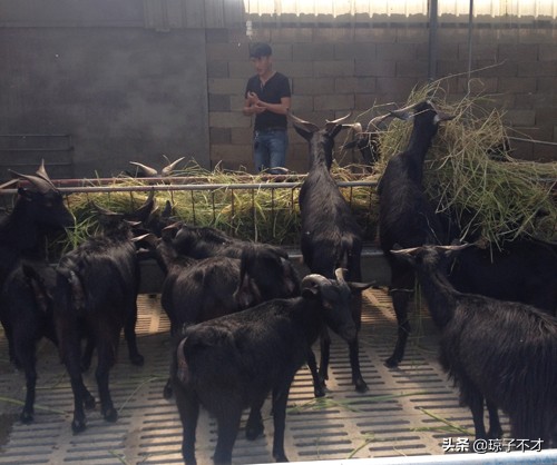 养羊的利润与成本计划书,养羊50只羊要投资多少钱