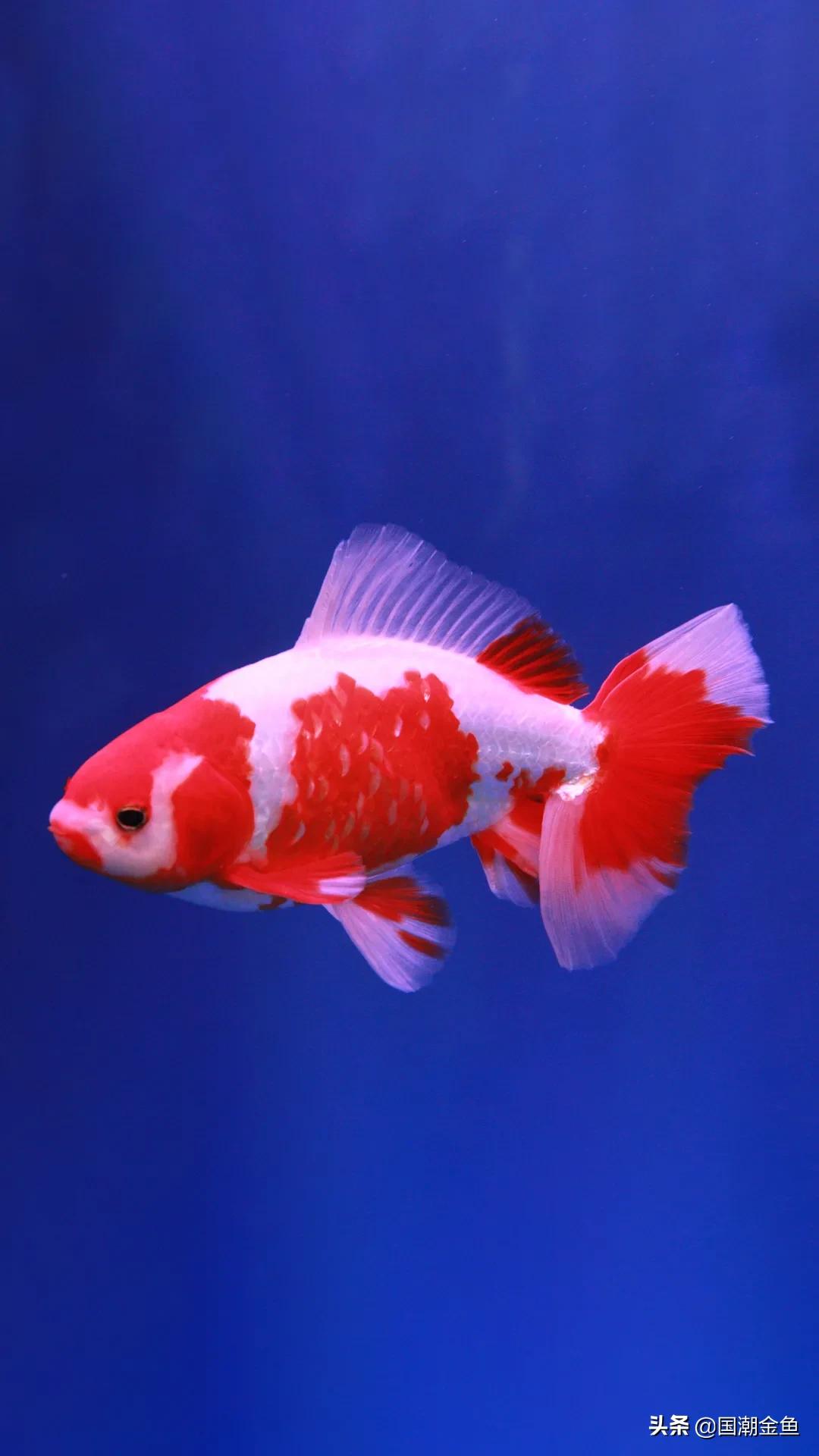 除夕“集五福”！五种福气满满的金鱼，祝您年年有余