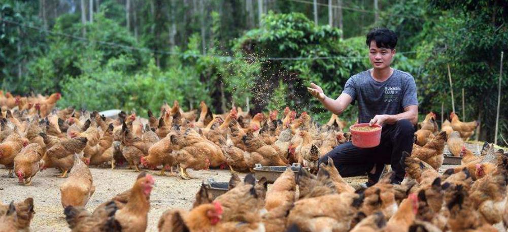 养鸡葡萄糖,养鸡喂什么长得快又防病