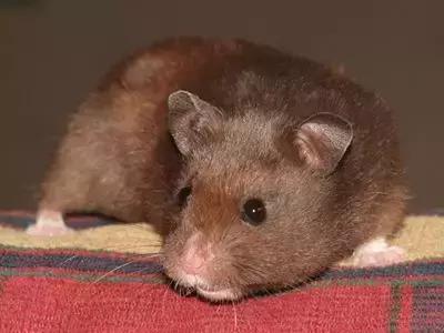 仓鼠的种类习性详细介绍,仓鼠有哪些亚种种类