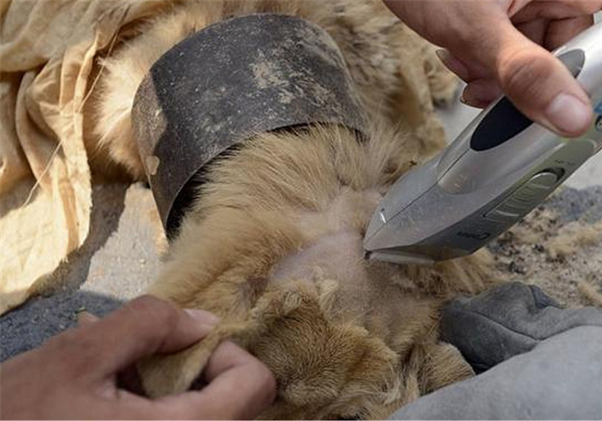 流浪狗被骨头卡住了,可怜的流浪狗脖子被铁丝卡住了