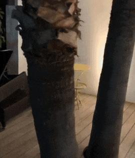 球星欢乐多？巴洛特利扮演女装大佬！C罗卖萌抢镜！