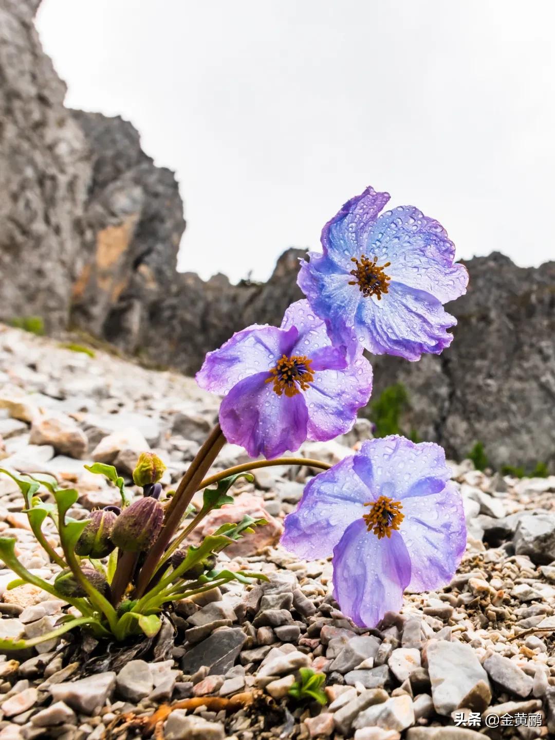为什么云南女人长相好看,云南真的很漂亮吗
