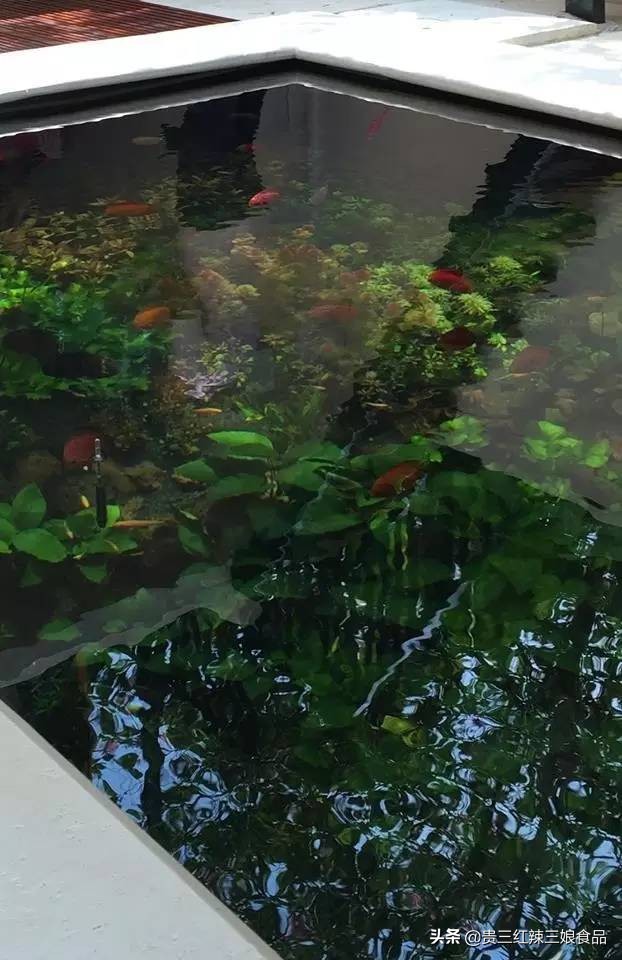 简易鱼池如何养殖虾蟹鱼,自制鱼缸养小龙虾