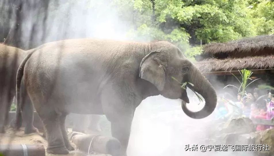 广州长隆海洋公园旅游攻略,广州长隆动物园一日游套票