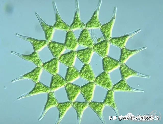 水产藻类大全图片,水产藻类知识大全