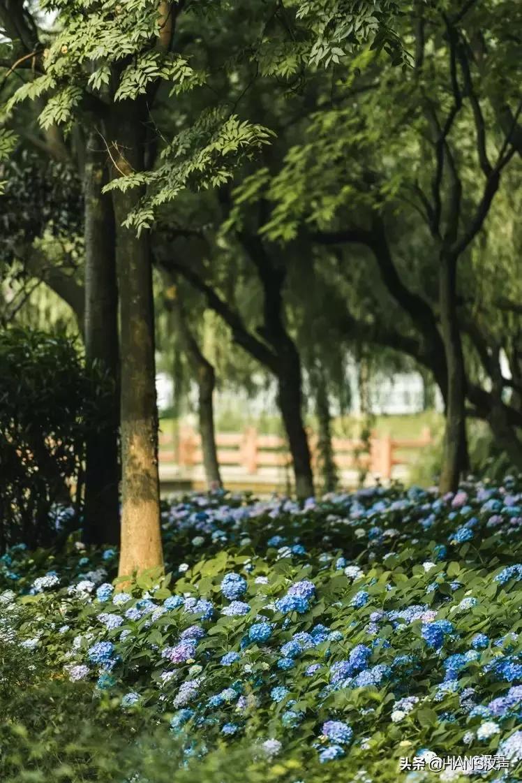 汉口夏天,汉口夏日