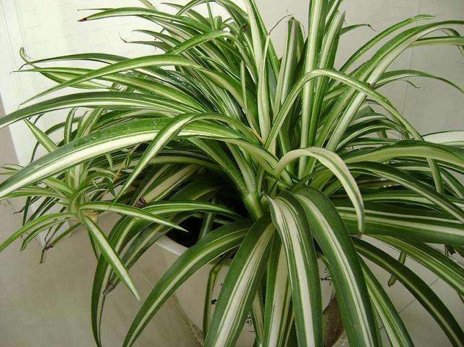 家庭养什么花消除甲醛好,房屋养什么花能除甲醛