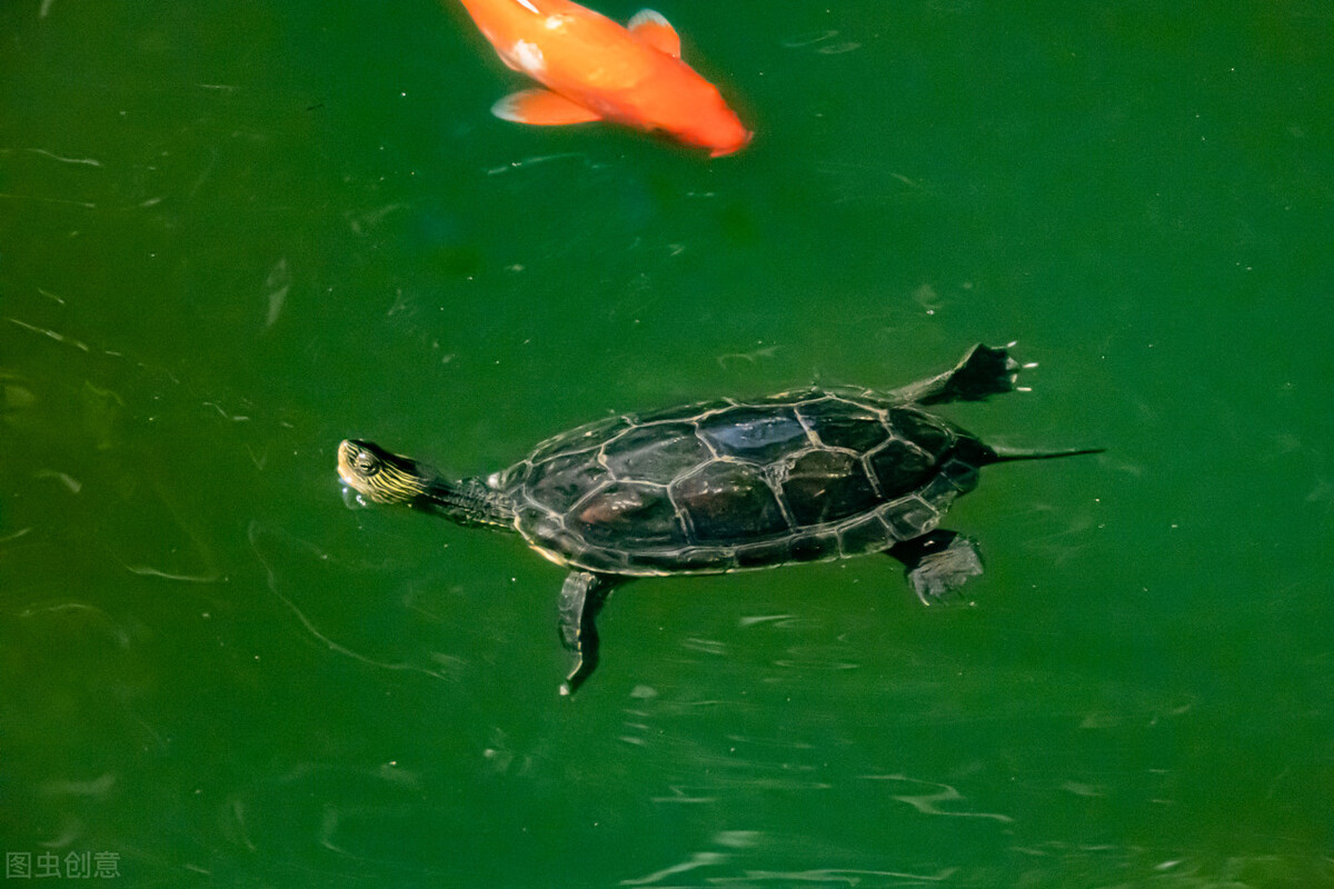 宠物喂食方法大揭秘让养宠更轻松,好养宠物推荐小型异宠品种