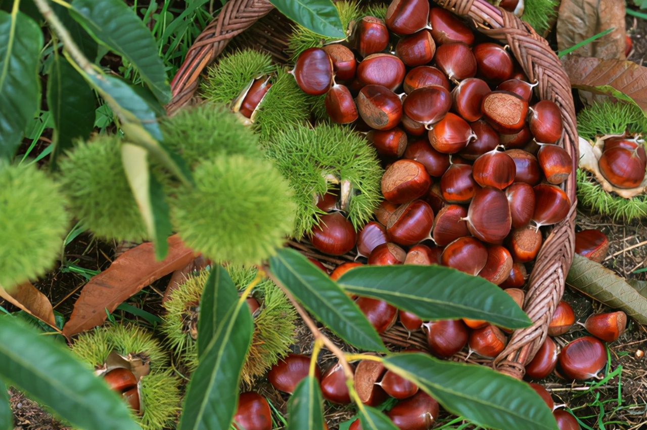 男人补肾必选的食物大全集锦,补肾食材选择哪些好呢男性