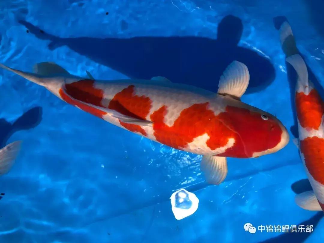 閿﹂菠鍠傞杩囧鏈変粈涔堢棁鐘跺悧,鏃ユ湰閿﹂菠鎬庝箞鍠傞