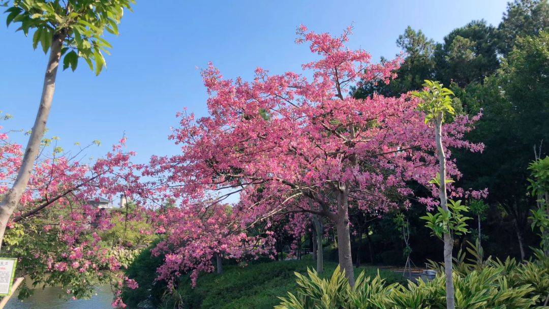 森波拉温泉度假村两天一夜游,倒数跨年狂欢夜