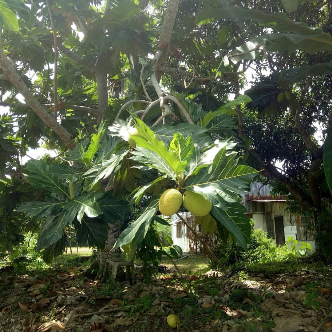 现实中恶魔果实原型,真实恶魔果实照片